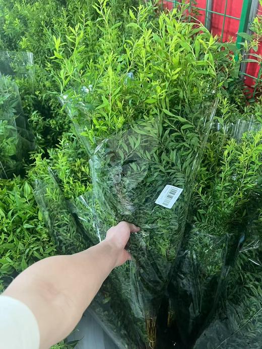 同城甄选精品花材花边雪柳叶一扎 商品图5