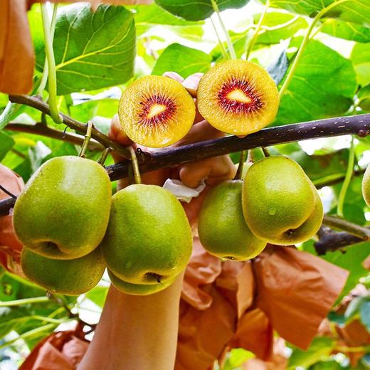 中秋好礼！【甜过初恋，红心猕猴桃~】四川蒲江红心猕猴桃礼盒装 新鲜当季水果奇异果 应季弥猴桃非绿心  员工福利 5斤包邮-QB 商品图2