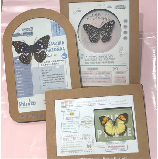 蝴蝶标本（随机发货） 商品图0