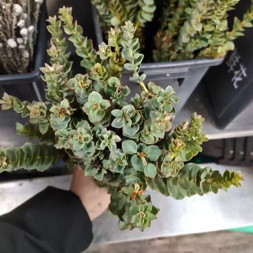 南非进口花材啪拉花1扎 商品图3