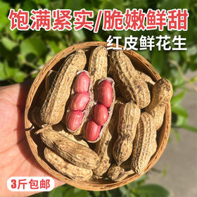 密云自家基地种植红皮鲜花生1500g包邮  每日现刨  颗粒饱满紧实  鲜嫩可口  花生味浓郁