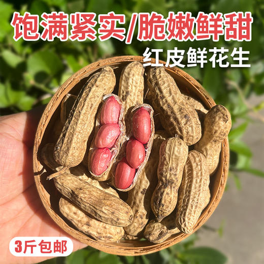 密云自家基地种植红皮鲜花生1500g包邮  每日现刨  颗粒饱满紧实  鲜嫩可口  花生味浓郁 商品图0