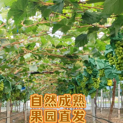 阳光玫瑰5斤礼盒【NB】 商品图3