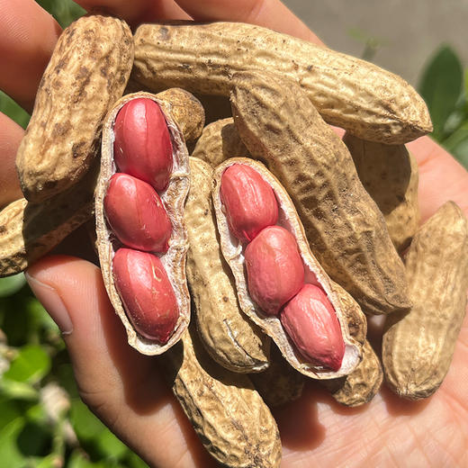 密云自家基地种植红皮鲜花生500g  每日现刨  颗粒饱满紧实  鲜嫩可口  花生味浓郁 商品图4
