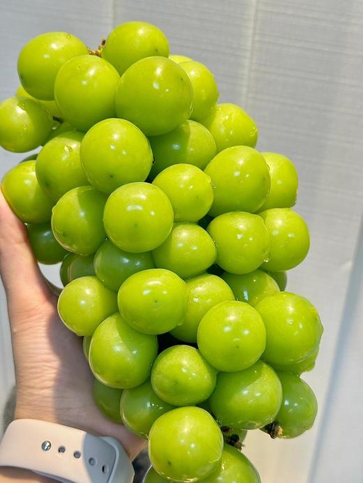 【产地直采】9.9元2斤  晴王葡萄（4斤起售） 商品图1