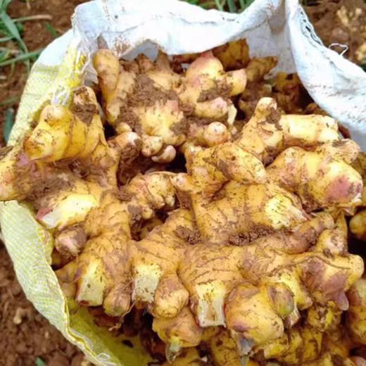 【长轻优选】云南小黄姜  顺丰包邮 商品图1