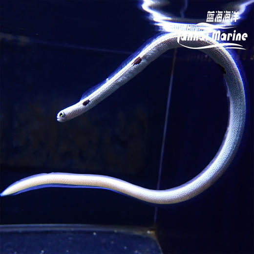 花园鳗 商品图1