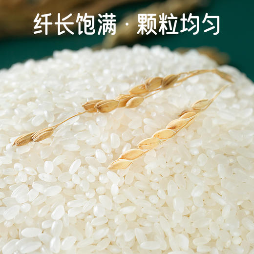 袁谷碱地长粒香米5kg东北粳米长粒香米劲道有嚼劲真空装10斤25年新米 商品图2