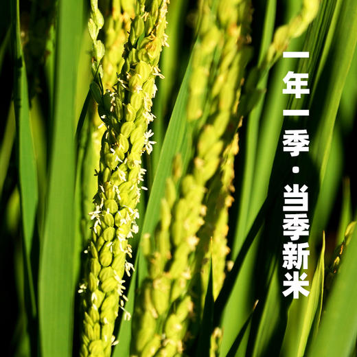 袁谷碱地软玉香米5kg盘锦碱地大米10斤口感软糯回味甘甜当季新米 商品图2