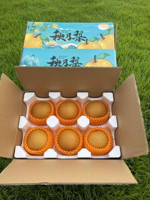 【山东秋月梨】 产地现摘现发新鲜到家  新鲜酥脆 清甜可口 皮薄多汁 秋冬当季滋补水果  送礼团购彩箱礼盒 商品图10
