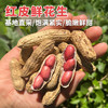 密云自家基地种植红皮鲜花生500g  每日现刨  颗粒饱满紧实  鲜嫩可口  花生味浓郁 商品缩略图0