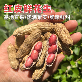密云自家基地种植红皮鲜花生500g  每日现刨  颗粒饱满紧实  鲜嫩可口  花生味浓郁