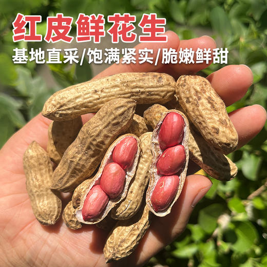 密云自家基地种植红皮鲜花生500g  每日现刨  颗粒饱满紧实  鲜嫩可口  花生味浓郁 商品图0
