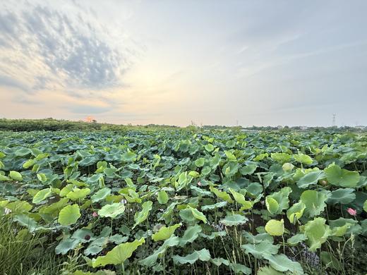 自产/有机种  莲藕/粉藕 （带泥发货,单品零售，包邮） 商品图2