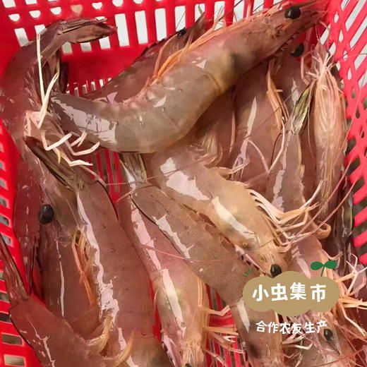 【6盒起发】野生活冻海虾组合 | 合作农友生产，来自福建漳州东山岛，生产者：许智强 *【公平贸易农人定价】 商品图12