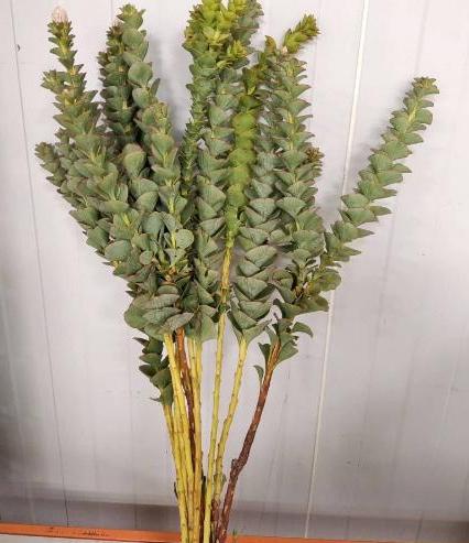 南非进口花材啪拉花1扎 商品图2