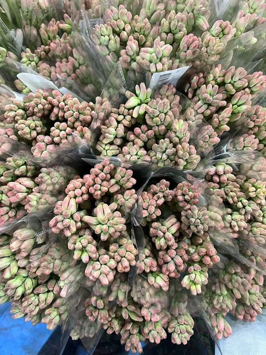 粉色白色重瓣夜来香5支 商品图7