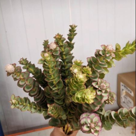 南非进口花材啪拉花1扎