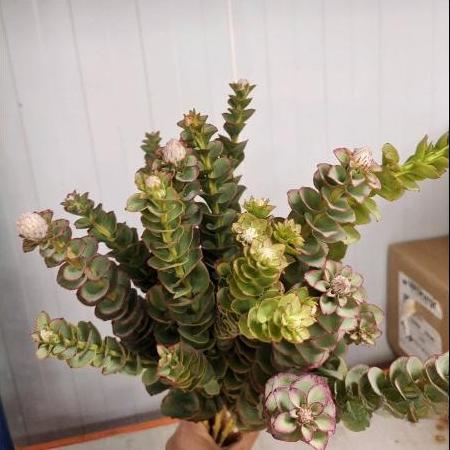 南非进口花材啪拉花1扎 商品图0