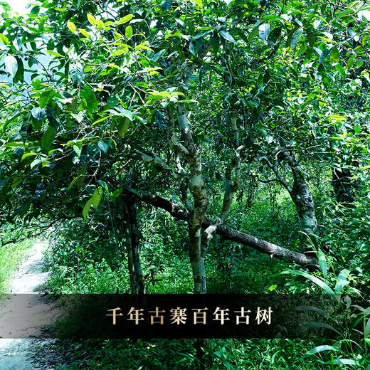 10月8日晚20点【老曼峨竹筒茶】2018年头春头采岩老亲制普洱生茶收藏送礼佳选补贴价放送300g/筒 商品图1