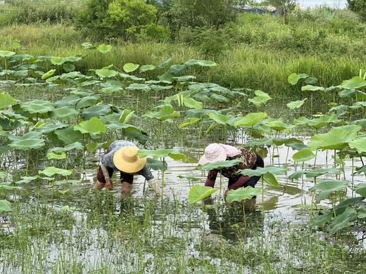 自产/有机种  莲藕/粉藕 （带泥发货,单品零售，包邮） 商品图3
