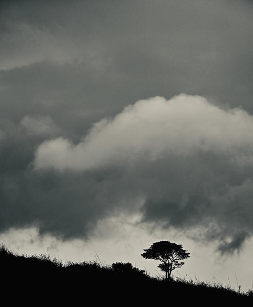 2025乌岽单丛名家书画版 商品图11