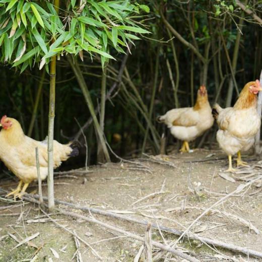 【顺丰包邮】九华山土鸡蛋  商品图2