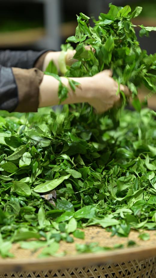 2025乌岽单丛名家书画版 商品图7