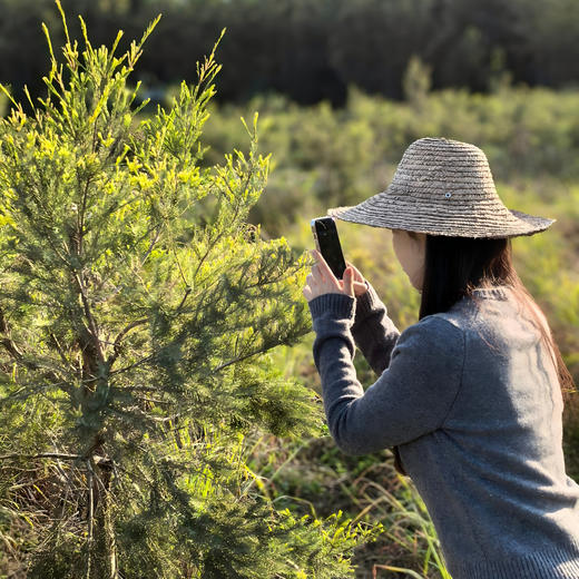 新品【茶树薄荷纯露漱口水】嘴巴香香|牙龈健康|除了纯露再无任何添加|口腔干净一百分|生态种植0农残 商品图1