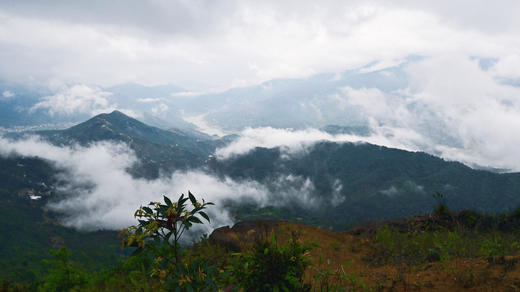 2025乌岽单丛名家书画版 商品图9