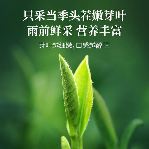 福东海罗布麻100克旗舰店新疆罗布麻泡水原料罐装养生茶饮 商品图3