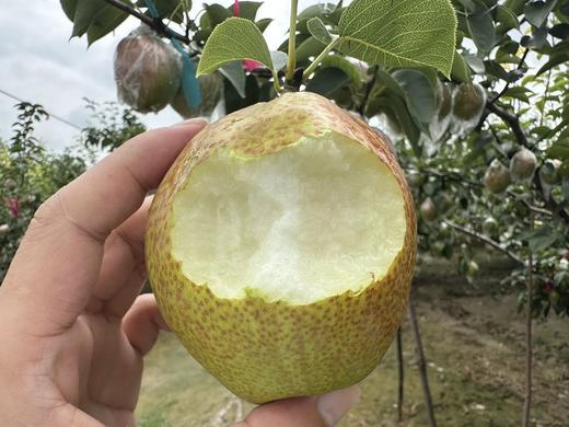 多彩媚梨 商品图10