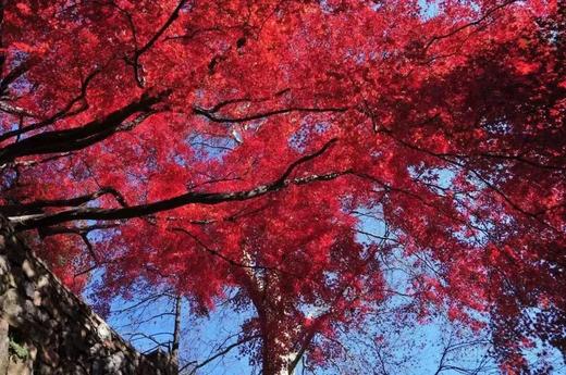 莫干山“万国枫情”、“姑苏城”秋色（天平山+拙政园+寒山寺）、长兴八都岕银杏、杭州九溪烟村6天休闲摄影团 商品图9