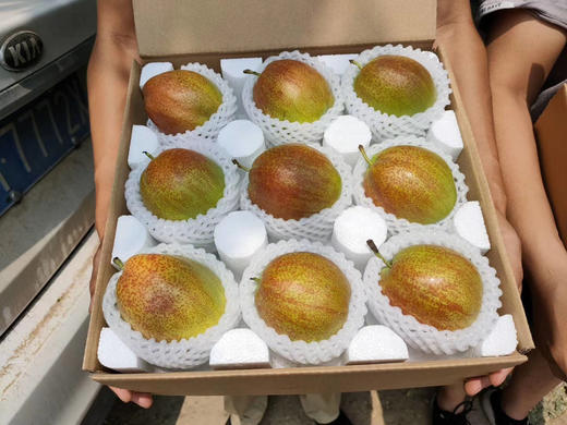 多彩媚梨 商品图9