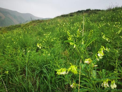 米炒黄芪 商品图9