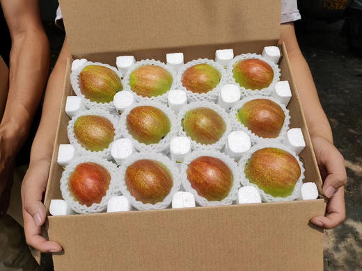 多彩媚梨 商品图8