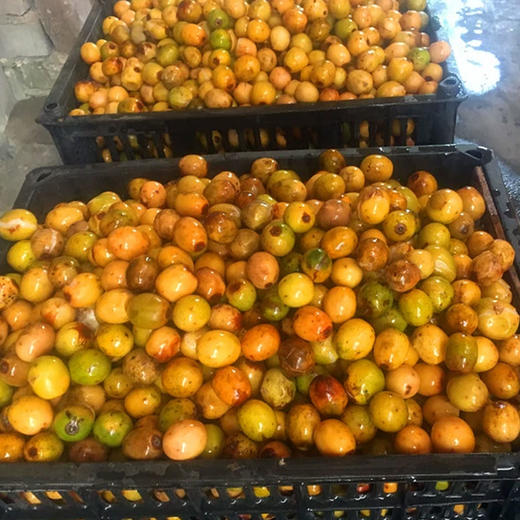 酸枣糕浦城特产野酸枣糕酸角枣糕办公零食酸甜糕点 商品图5