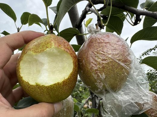 多彩媚梨 商品图6