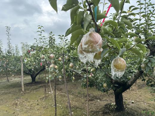 多彩媚梨 商品图2