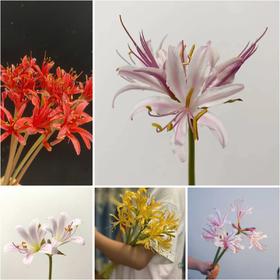 国产稀有小众花材红蓝石蒜/香石蒜/粉石蒜10支