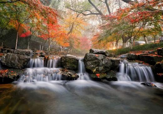莫干山“万国枫情”、“姑苏城”秋色（天平山+拙政园+寒山寺）、长兴八都岕银杏、杭州九溪烟村6天休闲摄影团 商品图4