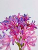 国产稀有小众花材红蓝石蒜/香石蒜/粉石蒜10支 商品缩略图10