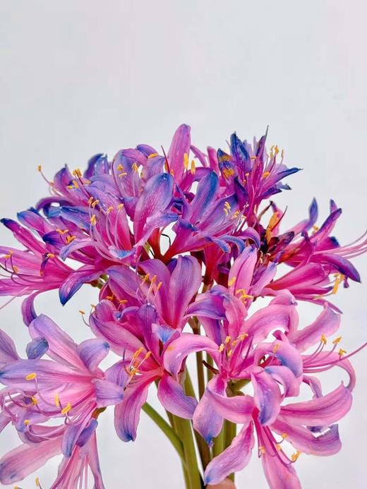国产稀有小众花材红蓝石蒜/香石蒜/粉石蒜10支 商品图10
