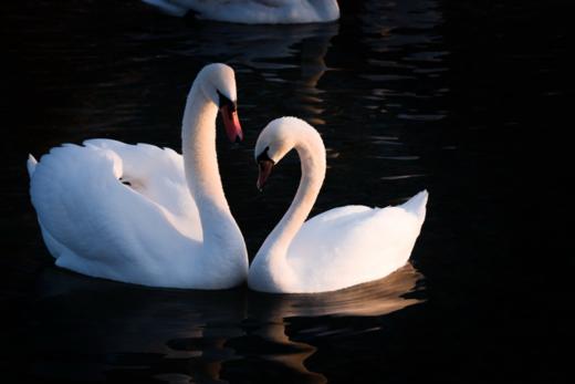 【新疆冬摄12天摄影团 】冰雪喀纳斯、禾木、布尔津、天鹅泉、冲乎尔、赛里木湖、安集海 商品图3