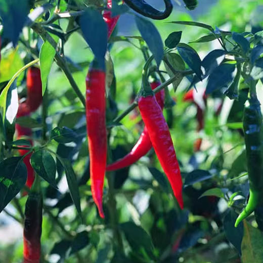 浦城辣椒酱纯手工0添加自制豆瓣酱辣椒面剁椒很辣 商品图7