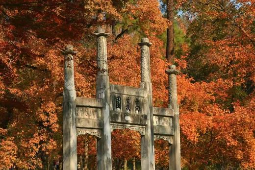 莫干山“万国枫情”、“姑苏城”秋色（天平山+拙政园+寒山寺）、长兴八都岕银杏、杭州九溪烟村6天休闲摄影团 商品图1