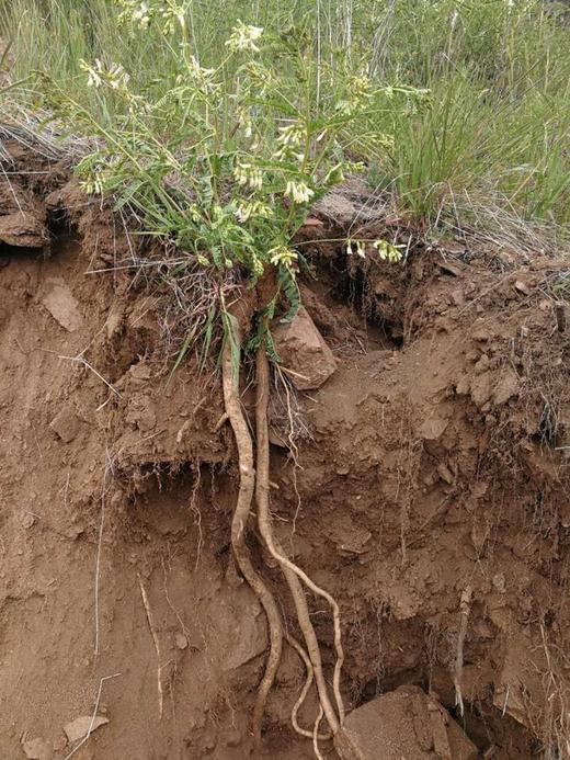 米炒黄芪 商品图10