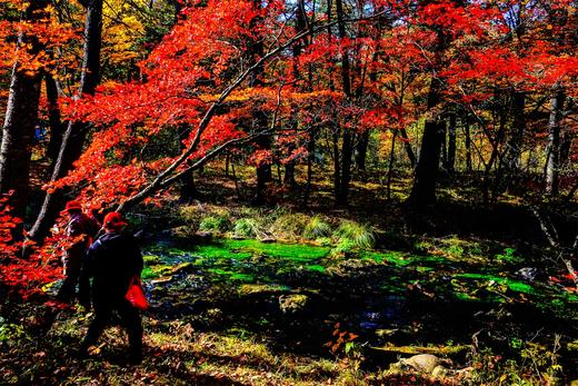 环国旅行*边疆游·G331吉林之秋:延边朝鲜族风情•苹果梨•长白山天池瀑布峡谷•鸭绿江中朝边境8天摄影团 商品图2