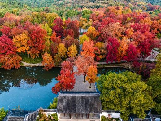 莫干山“万国枫情”、“姑苏城”秋色（天平山+拙政园+寒山寺）、长兴八都岕银杏、杭州九溪烟村6天休闲摄影团 商品图2