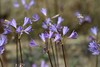 国产稀有小众花材红蓝石蒜/香石蒜/粉石蒜10支 商品缩略图12
